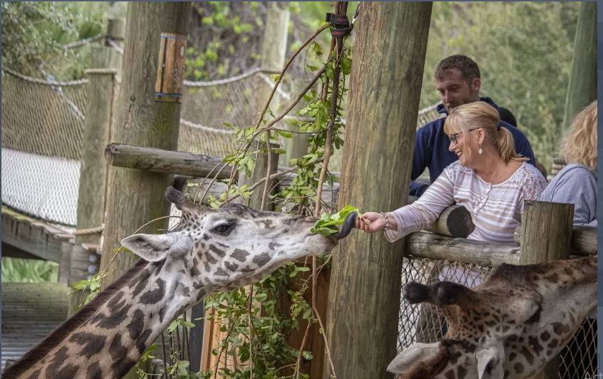 Admission to Brevard Zoo in Melbourne - Image 2